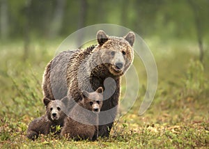 Female Eurasian brown bear and her cubs in boreal forest