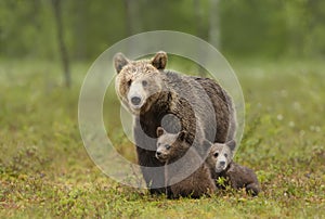 Female Eurasian brown bear and her cubs in boreal forest