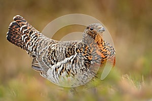 Female Eurasian Capercaillie - Tetrao urogallus close up