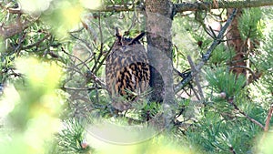 The female Eurasian eagle-owl Bubo bubo