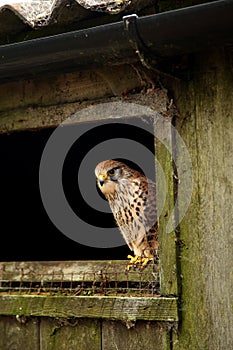 Female Eurasian Kestrel, Falco tinnunculus, perched on an old barn