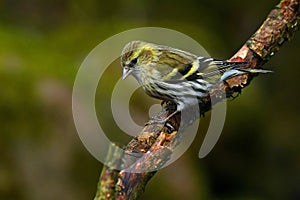 Female of Eurasian siskin. Carduelis spinus.