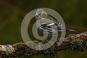 Female of Eurasian siskin. Carduelis spinus.