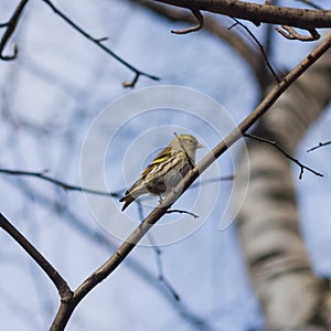 Female of Eurasian Siskin, Carduelis spinus, hiding in tree branches close-up portrait, selective focus, shallow DOF