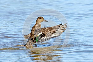 Female Eurasian Teal - Anas crecca bathing and flapping her wings.