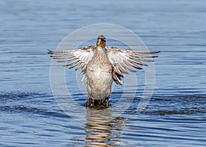 Female Eurasian Teal - Anas crecca flapping her wings while bathing.