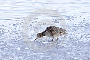 Female Eurasian teal stands in the snow on shore of a lake