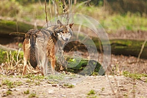 Female Eurasian wolf Canis lupus lupus looks behind her