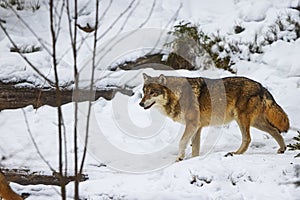 Female Eurasian wolf Canis lupus lupus walking through the snowy woods