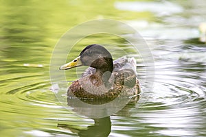 A female european Duck on the water.