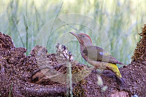 Female european green woodpecker on a branch