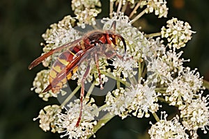 Female of european hornet