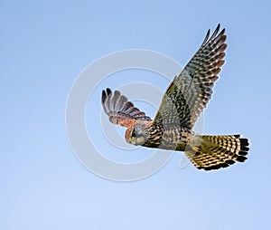 Female European Kestrel