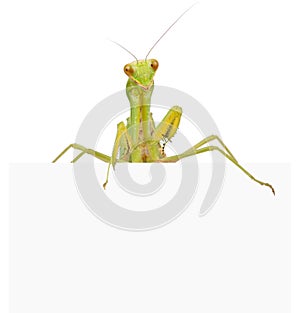 Female European Mantis