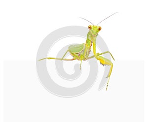 Female European Mantis