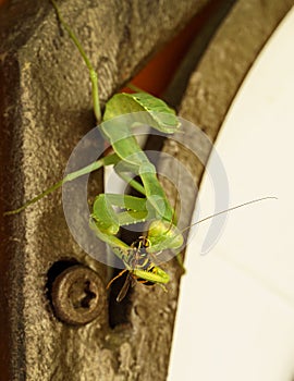 The female European Mantis or Praying Mantis caught and eat the wasp. Mantis Religiosa is bright green