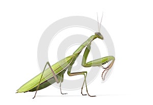 Female European Mantis or Praying Mantis, Mantis