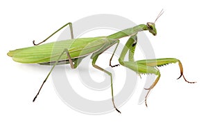 Female European Mantis or Praying Mantis, Mantis religiosa photo