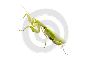 Female European Mantis or Praying Mantis, Mantis religiosa, isolated on white background