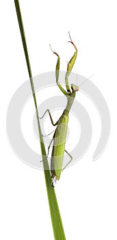 Female European Mantis or Praying Mantis, Mantis religiosa photo