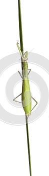 Female European Mantis or Praying Mantis, Mantis religiosa photo