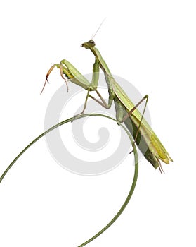 Female European Mantis or Praying Mantis, Mantis religiosa on grass photo