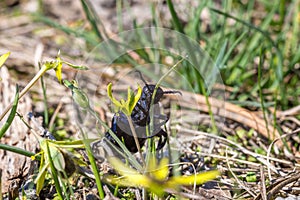 Female European oil beetle Meloe proscarabaeus in thickets of grass at May. Poisonous insect eating yellow spring flower