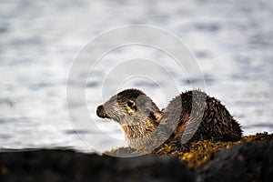 Female European Otter Lutra lutra resting on the loch shore
