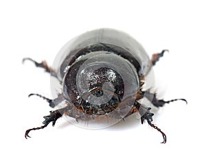Female European rhinoceros beetle