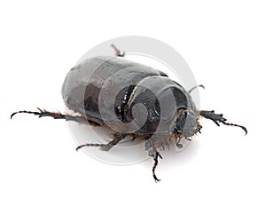 Female European rhinoceros beetle