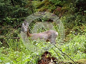 European roe deer