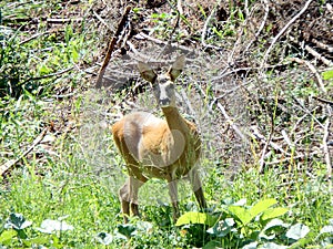 Female european roe deer, Capreolus capreolus