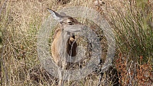 Female European roe deer in nature reserve MonfragÃ¼e, Spain