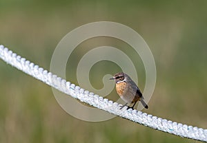 Female European Stonechat perched on a rope