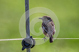 Female European Stonechat perched on a rope