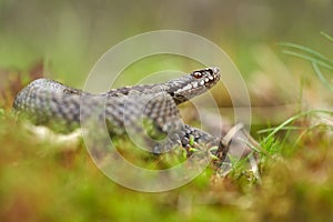 Female of European viper Vipera berus in Czech Republic