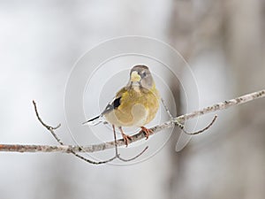 Female evening grosbeak