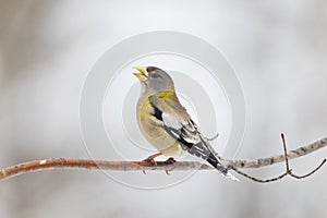 Female evening grosbeak