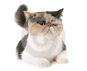 Female exotic shorthair cat in heat