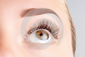 Female eye with long eyelashes. Classic 1D, 2D eyelash extensions and light brown eyebrow close up. Eyelash extensions, lamination