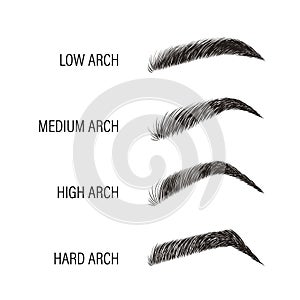 Female eyebrows. Various forms and types. Arch brows shapes. Linear vector Illustration in trendy minimalist style. Brow