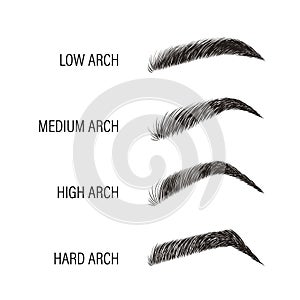 Female eyebrows. Various forms and types. Arch brows shapes. Linear vector Illustration in trendy minimalist style. Brow photo