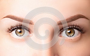 Female eyes with long eyelashes. Classic 1D, 2D eyelash extensions and light brown eyebrow close up. Eyelash extensions, photo