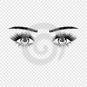 Female eyes silhouette with eyelashes and eyebrows. Vector illustration isolated on transparent background photo