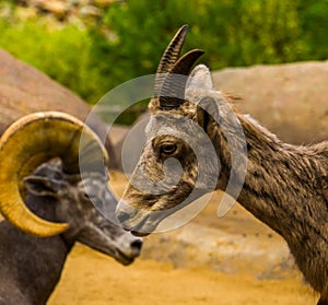 Female face of a bighorn sheep in closeup with a male in the background, Tropical animal specie from north America