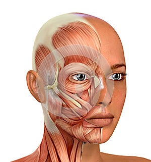 Female Face Muscles Anatomy