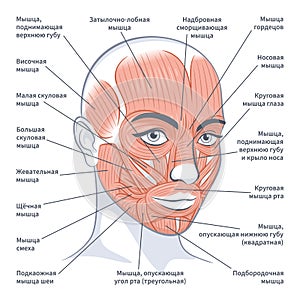 Female facial muscles detailed anatomy russian vector illustration