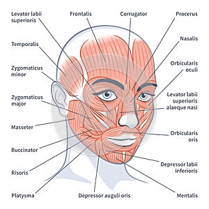 Female facial muscles detailed face anatomy vector illustration