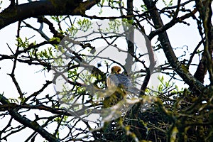 Female falcon near the nest