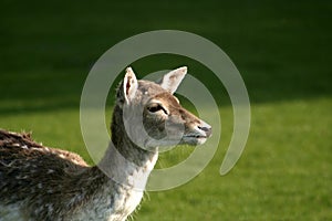 Female Fallow Deer